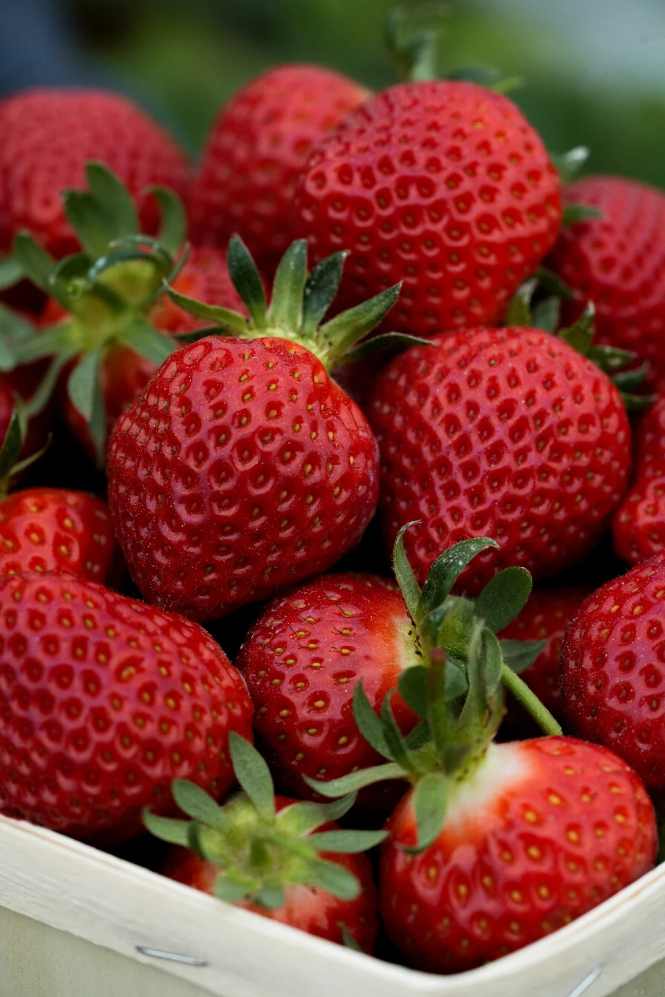 Photo de couverture pour Le Potager de Saint Peyre