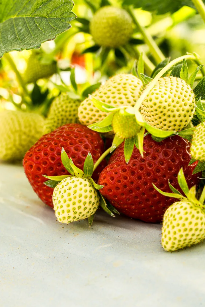 1ere photo de galerie pour Le Potager de Saint Peyre